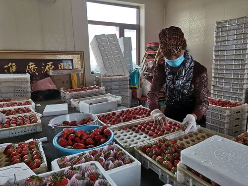 千金鄉(xiāng)草莓 春日的甜蜜饋贈，帶來新鮮水果零售新體驗